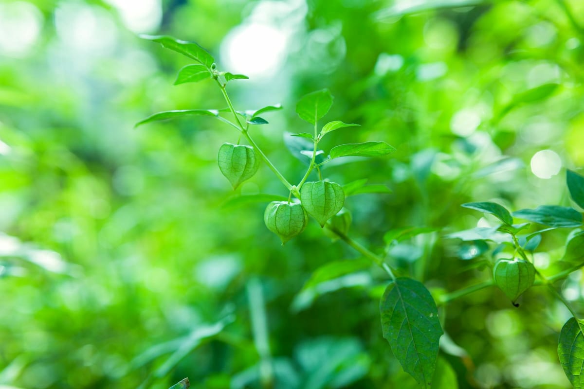 ashwagandha