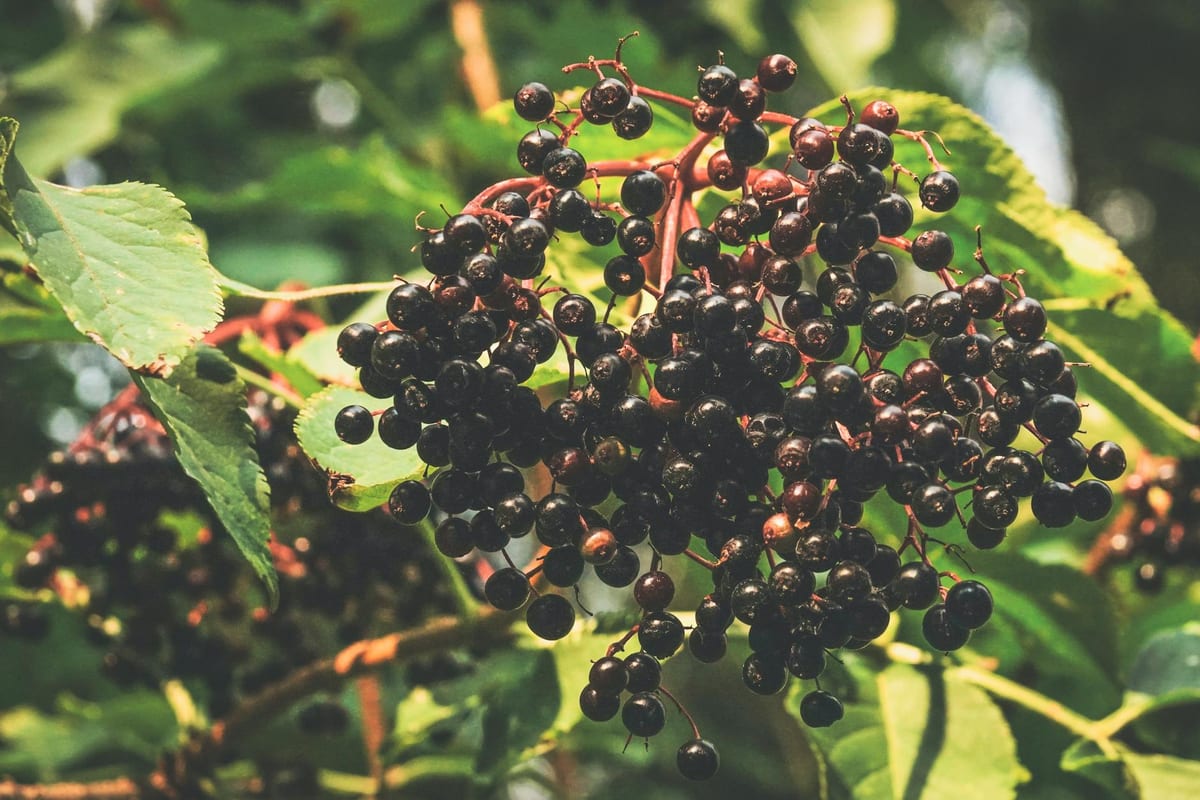 fresh elderberries on the branch
