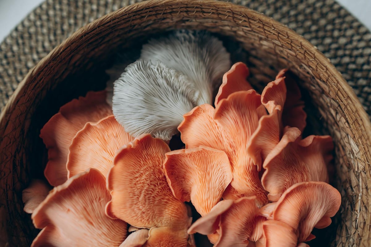 dried reishi and lions mane mushrooms